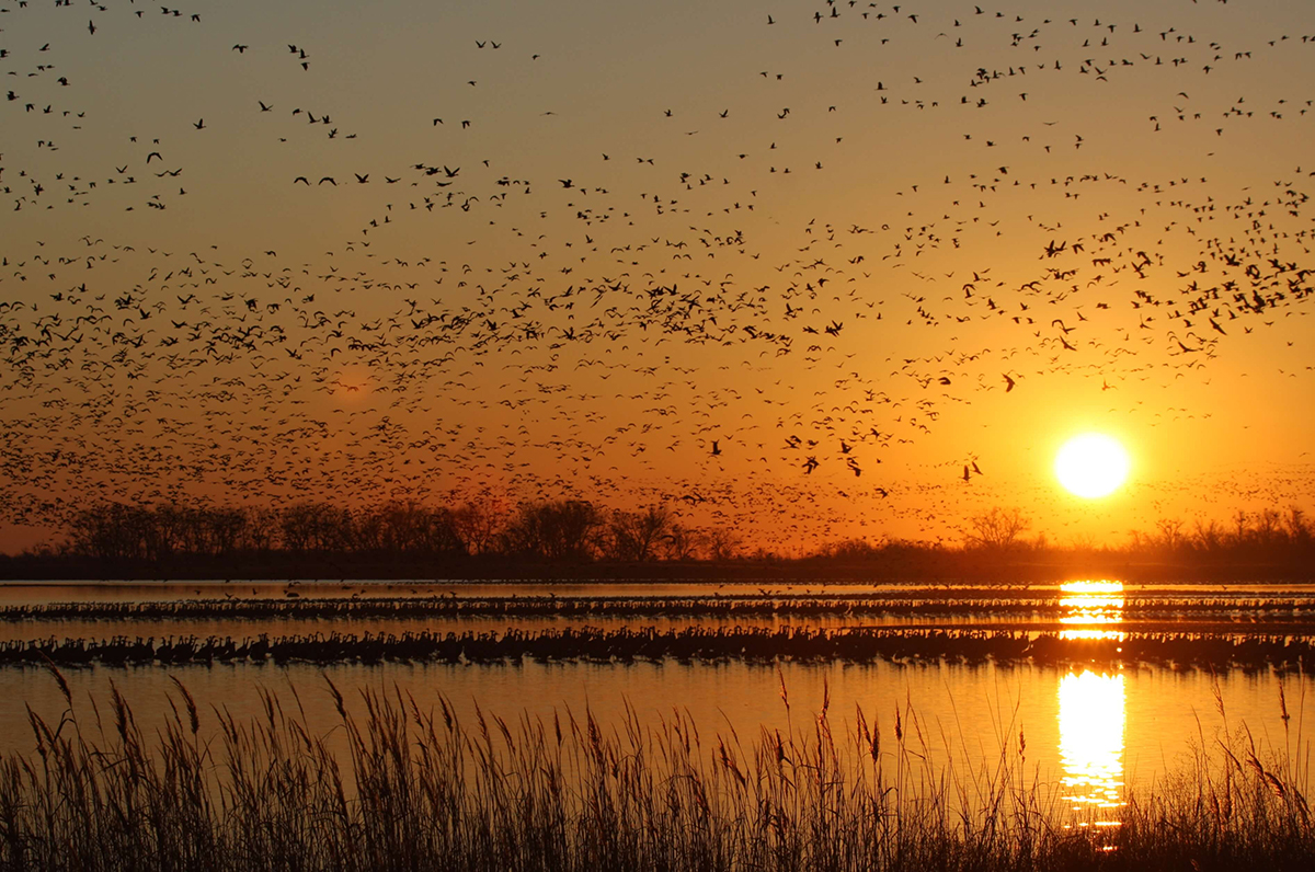 Image for Ducks Unlimited, Partners to Protect, Enhance and Restore 4,038 acres in the Central Flyway